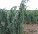 ´Raywood Weeping´ Arizona Cypress